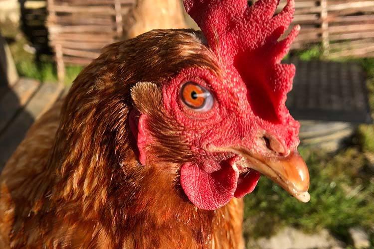 In the chicken coop of failed Digital Transformation